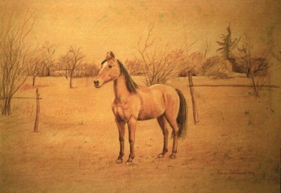 ritratto di cavallo