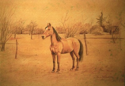 ritratto di cavallo